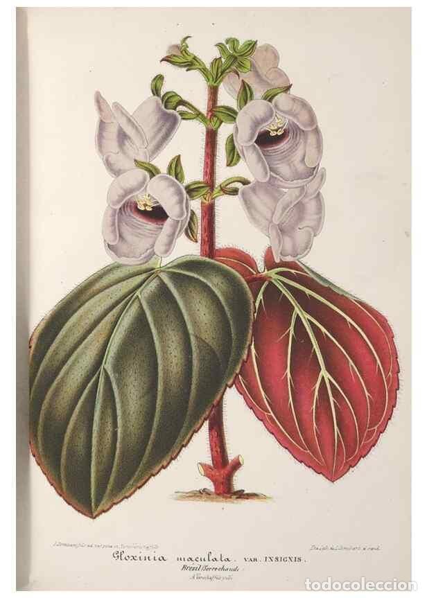 Collection Magazines and Newspapers: Reproducci&oacute;n/Reproduction 49688308257: L'Illustration horticole :. Gand, Belgium :Imprimerie et lith