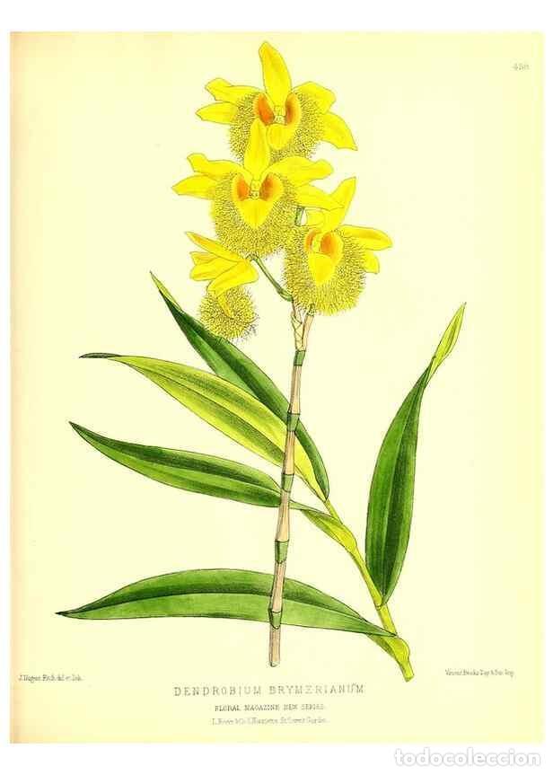 Collection Magazines and Newspapers: Reproducci&oacute;n/Reproduction 49680809327: The floral magazine;. London,L. Reeve & Co.. - Dombrain, Henr