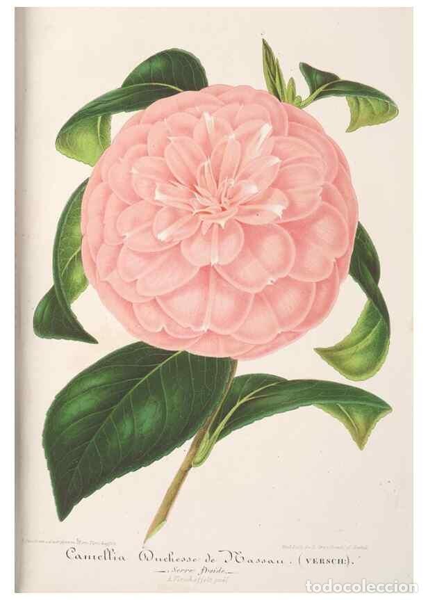 Collection Magazines and Newspapers: Reproducci&oacute;n/Reproduction 49687467923: L'Illustration horticole :. Gand, Belgium :Imprimerie et lith