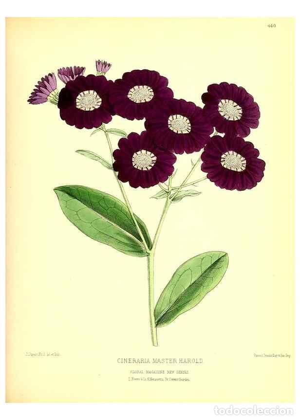 Collection Magazines and Newspapers: Reproducci&oacute;n/Reproduction 49680804797: The floral magazine;. London,L. Reeve & Co.. - Dombrain, Henr