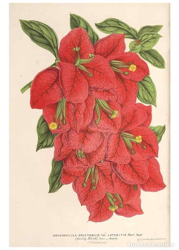 Collection Magazines and Newspapers: Reproducci&oacute;n/Reproduction 49690153751: L'Illustration horticole :. Gand, Belgium :Imprimerie et lith