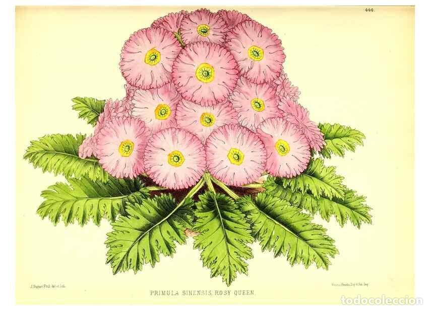 Collection Magazines and Newspapers: Reproducci&oacute;n/Reproduction 49680805777: The floral magazine;. London,L. Reeve & Co.. - Dombrain, Henr