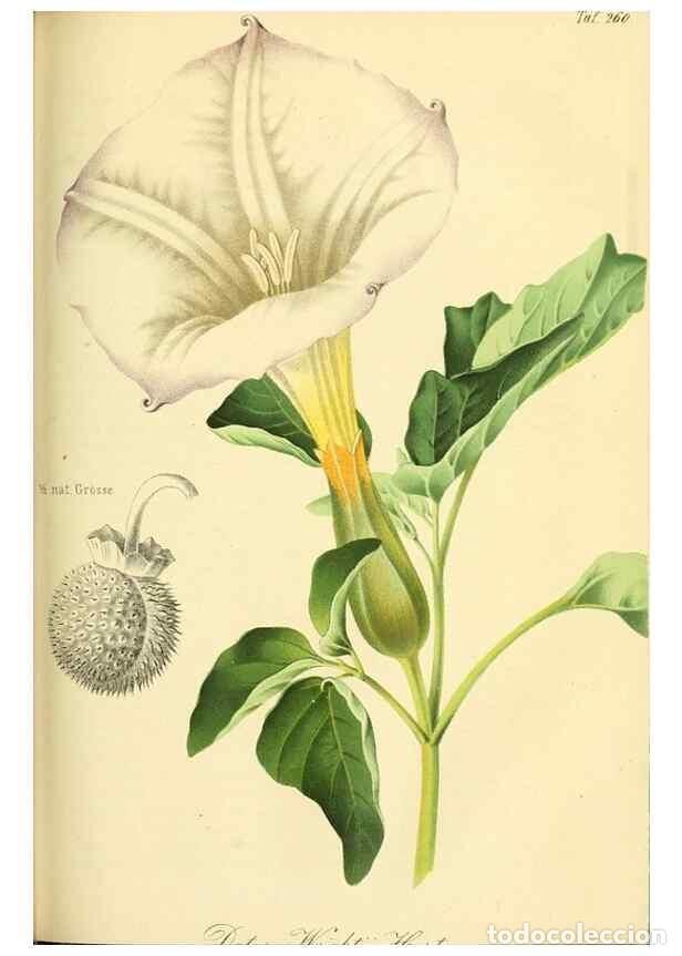 Collection Magazines and Newspapers: Reproducci&oacute;n/Reproduction 49690355321: Gartenflora.. Erlangen :F. Enke,1852-1940.. - Deutsche Garten