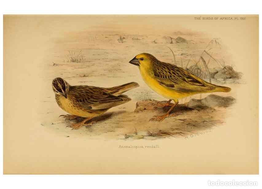 Collection Magazines and Newspapers: Reproducci&oacute;n/Reproduction 49655129331: The birds of Africa,. London,Published for the author by R.H.