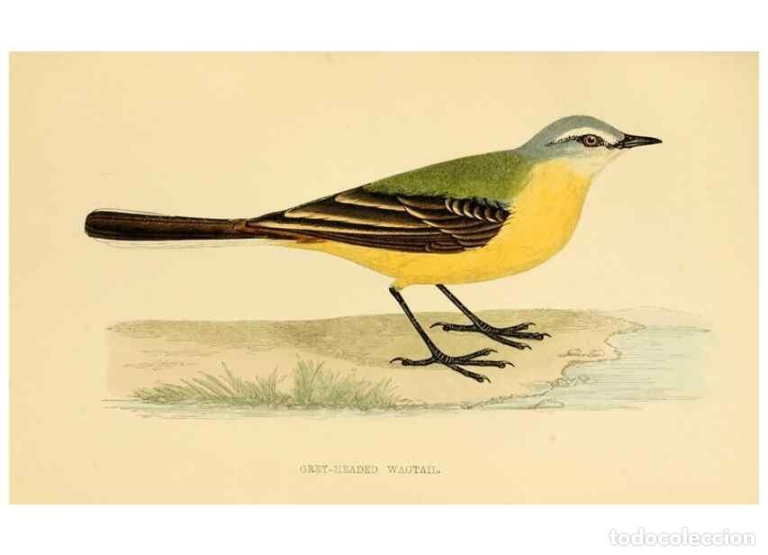 Colecionismo de Revistas e Jornais: Reproducci&oacute;n/Reproduction 49676400576: A history of British birds.. London,Groombridge and Sons,[186
