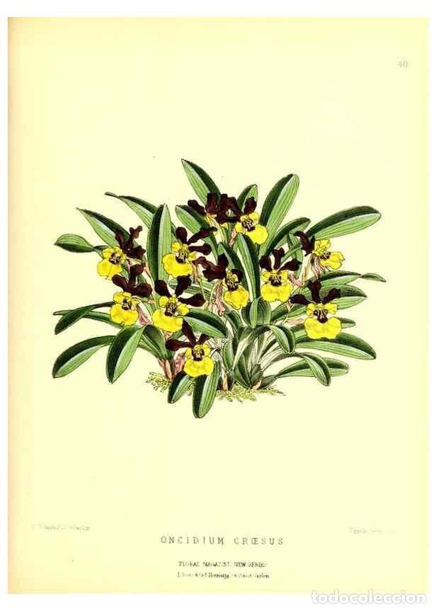 Colecionismo de Revistas e Jornais: Reproducci&oacute;n/Reproduction 49677621287: The floral magazine;. London,L. Reeve & Co.. - Dombrain, Henr