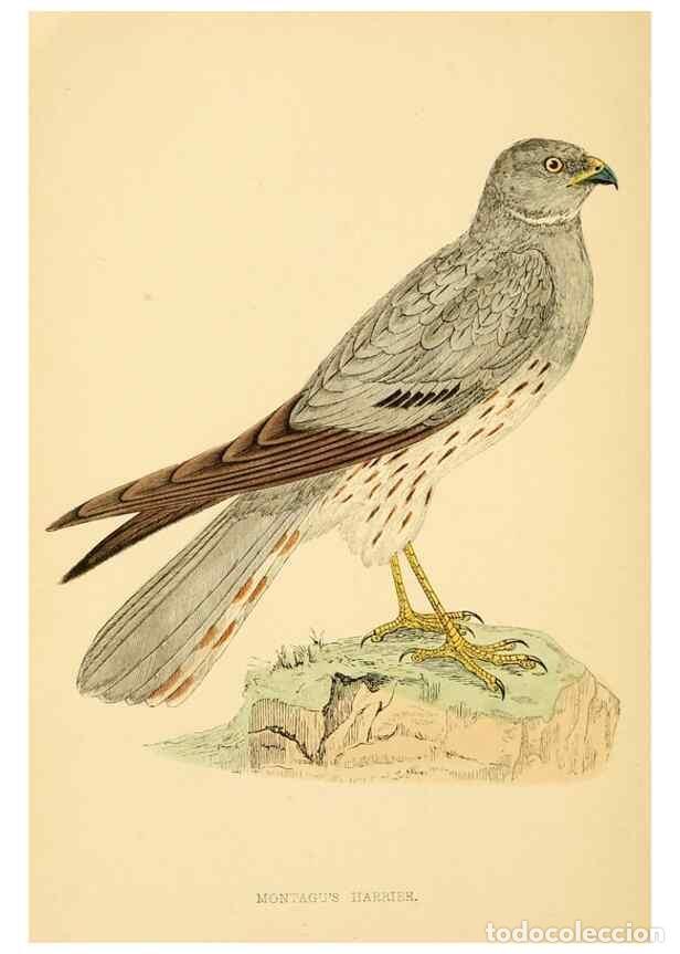 Colecionismo de Revistas e Jornais: Reproducci&oacute;n/Reproduction 49676636952: A history of British birds.. London,Groombridge and Sons,[186