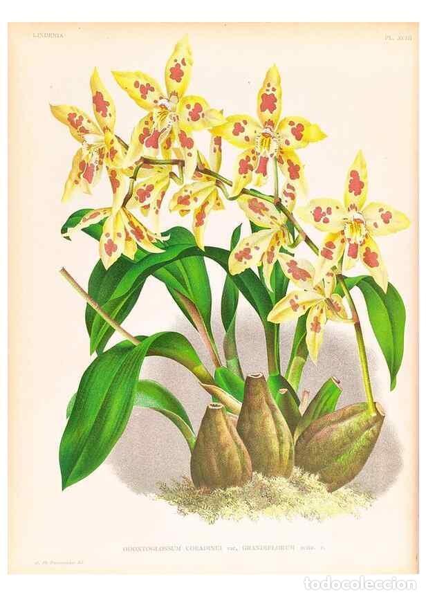 Colecionismo de Revistas e Jornais: Reproducci&oacute;n/Reproduction 49757142246: Lindenia :. Gand [Belgium] :Impr. F. Meyer-van Loo,1885-1906.