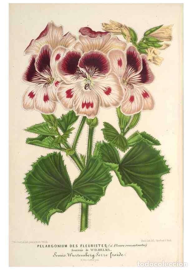 Colecionismo de Revistas e Jornais: Reproducci&oacute;n/Reproduction 49690305186: L'Illustration horticole :. Gand, Belgium :Imprimerie et lith