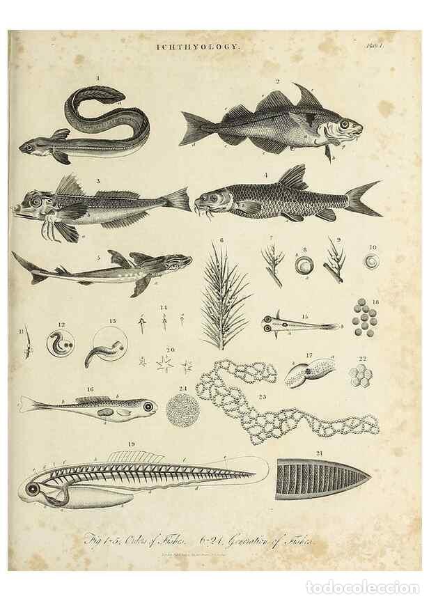 Coleccionismo de Revistas y Peri&oacute;dicos: Reproducci&oacute;n/Reproduction 49754869842: Encyclopaedia londinensis, or, Universal dictionary of arts,