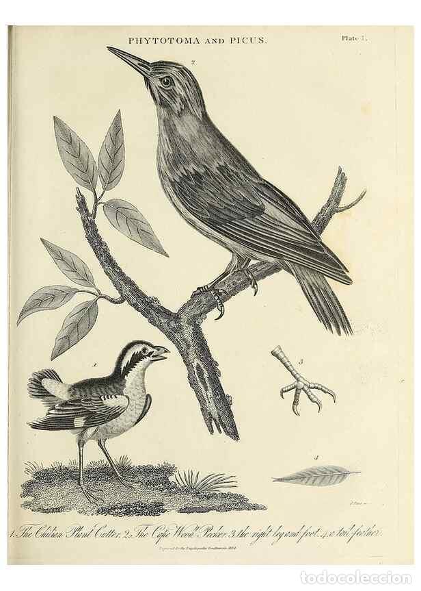 Collection Magazines and Newspapers: Reproducci&oacute;n/Reproduction 49757230041: Encyclopaedia londinensis, or, Universal dictionary of arts,