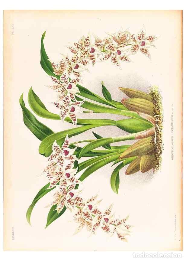 Collection Magazines and Newspapers: Reproducci&oacute;n/Reproduction 49757449887: Lindenia :. Gand [Belgium] :Impr. F. Meyer-van Loo,1885-1906.