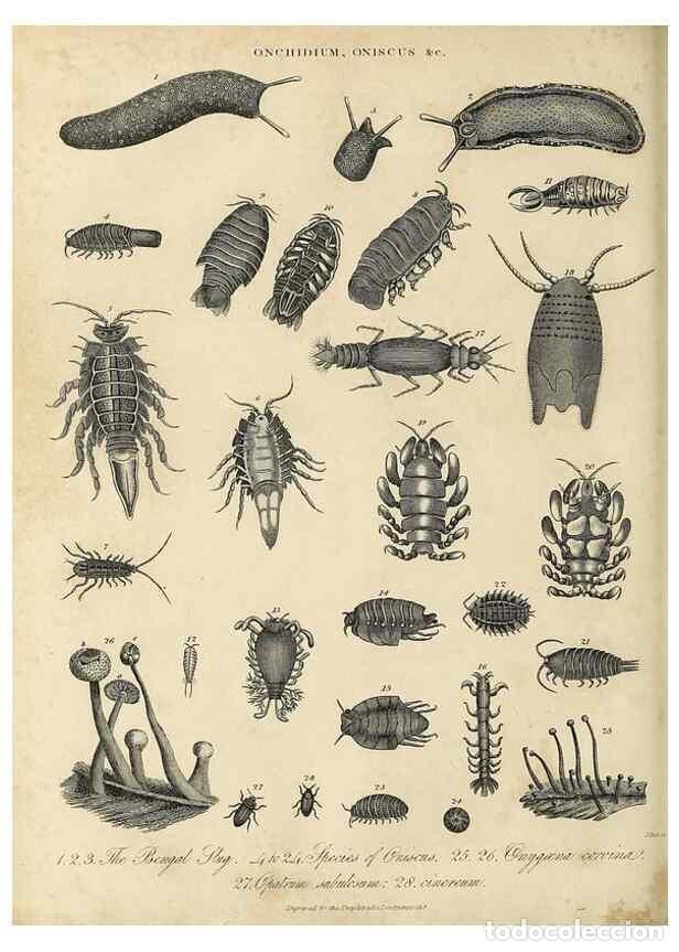 Collection Magazines and Newspapers: Reproducci&oacute;n/Reproduction 49756949511: Encyclopaedia londinensis, or, Universal dictionary of arts,