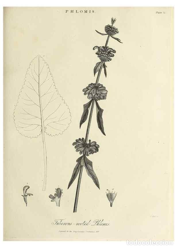 Colecionismo de Revistas e Jornais: Reproducci&oacute;n/Reproduction 49757559362: Encyclopaedia londinensis, or, Universal dictionary of arts,