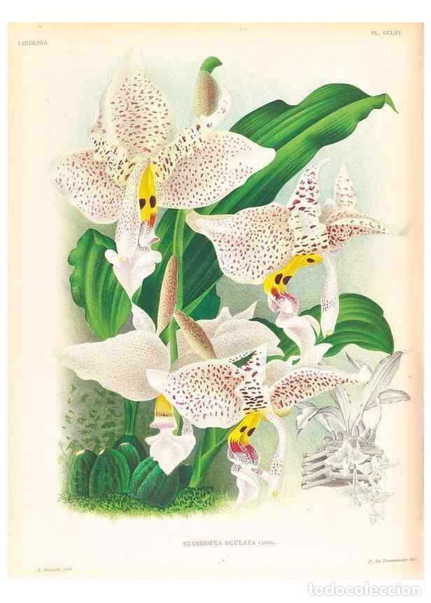 Coleccionismo de Revistas y Peri&oacute;dicos: Reproducci&oacute;n/Reproduction 49757571972: Lindenia :. Gand [Belgium] :Impr. F. Meyer-van Loo,1885-1906.