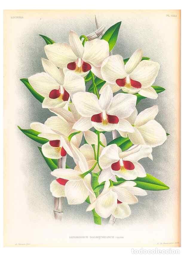 Coleccionismo de Revistas y Peri&oacute;dicos: Reproducci&oacute;n/Reproduction 49756711283: Lindenia :. Gand [Belgium] :Impr. F. Meyer-van Loo,1885-1906.