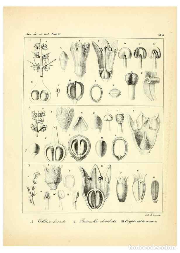 Collectionnisme de Revues et Journaux: Reproducci&oacute;n/Reproduction 49773327041: Annales des sciences naturelles :. Paris :Crochard. - Feuguer