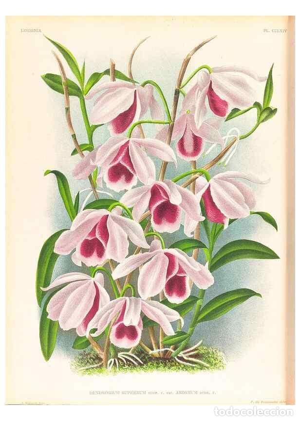 Collectionnisme de Revues et Journaux: Reproducci&oacute;n/Reproduction 49757240691: Lindenia :. Gand [Belgium] :Impr. F. Meyer-van Loo,1885-1906.