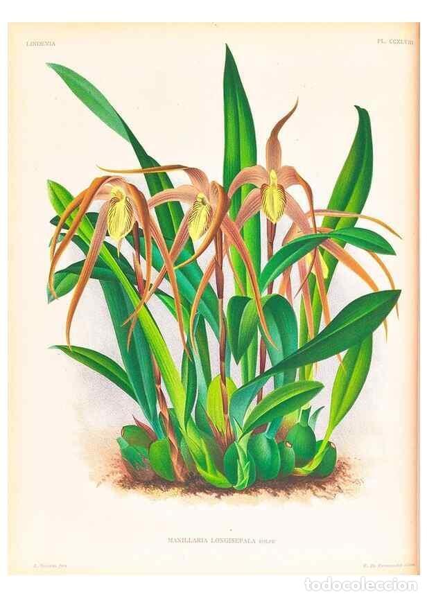 Collectionnisme de Revues et Journaux: Reproducci&oacute;n/Reproduction 49756710303: Lindenia :. Gand [Belgium] :Impr. F. Meyer-van Loo,1885-1906.