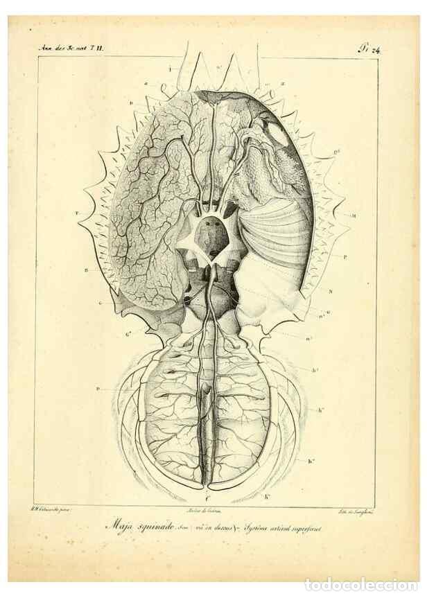 Collectionnisme de Revues et Journaux: Reproducci&oacute;n/Reproduction 49772798573: Annales des sciences naturelles :. Paris :Crochard. - Feuguer