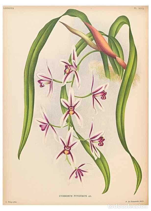 Collectionnisme de Revues et Journaux: Reproducci&oacute;n/Reproduction 49757619147: Lindenia :. Gand [Belgium] :Impr. F. Meyer-van Loo,1885-1906.