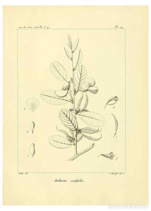 Collectionnisme de Revues et Journaux: Reproducci&oacute;n/Reproduction 49773322981: Annales des sciences naturelles :. Paris :Crochard. - Feuguer