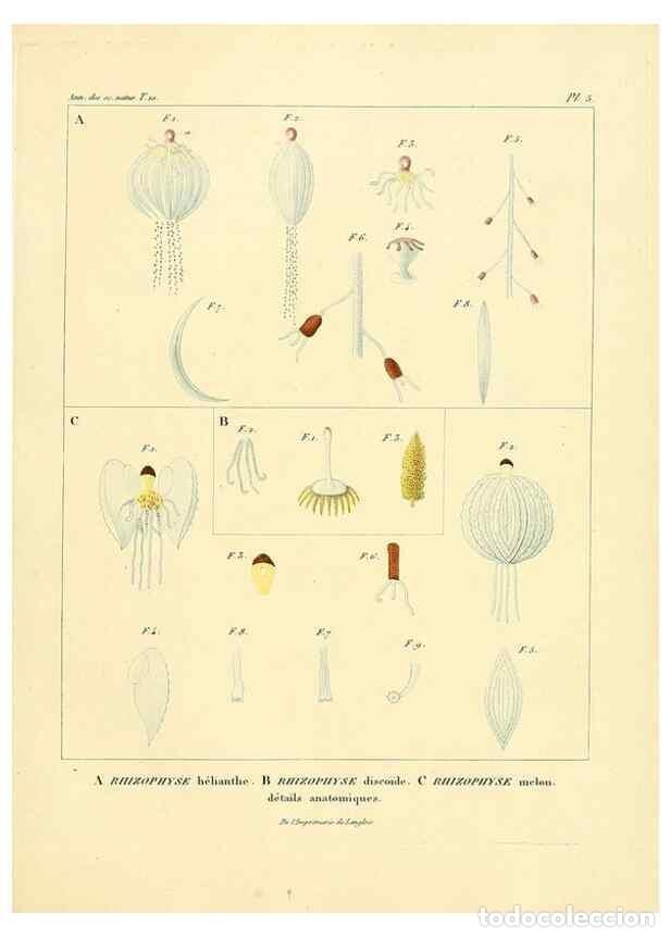 Collectionnisme de Revues et Journaux: Reproducci&oacute;n/Reproduction 49772793503: Annales des sciences naturelles :. Paris :Crochard. - Feuguer