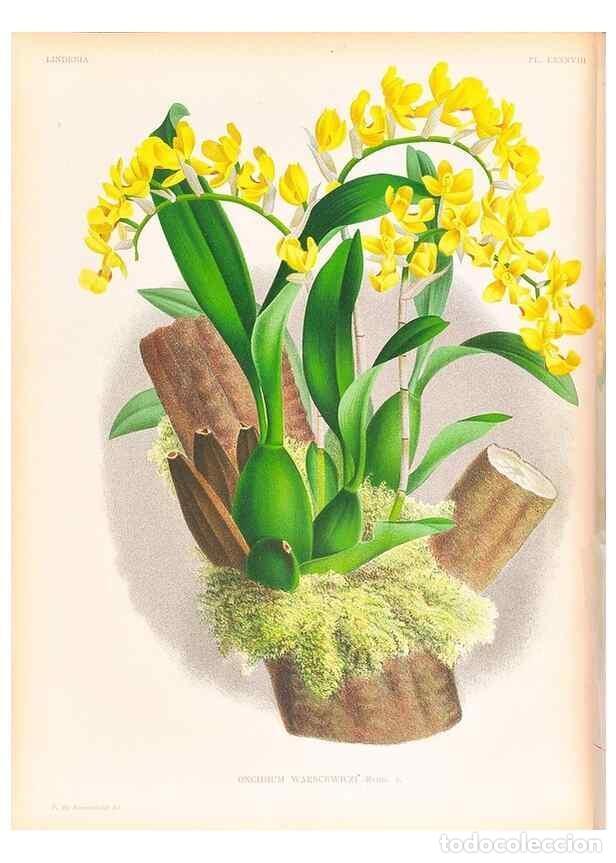 Collectionnisme de Revues et Journaux: Reproducci&oacute;n/Reproduction 49757475812: Lindenia :. Gand [Belgium] :Impr. F. Meyer-van Loo,1885-1906.