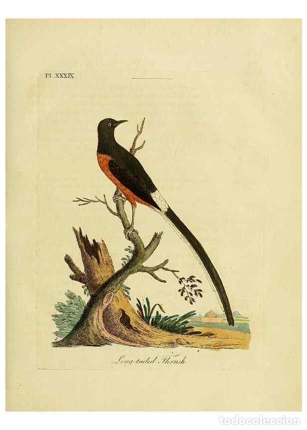 Collection Magazines and Newspapers: Reproducci&oacute;n/Reproduction 49756158173: A general synopsis of birds.. London :Printed for Benj. White
