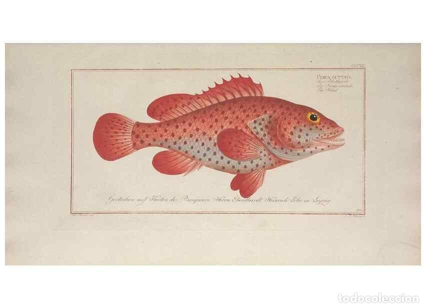 Collection Magazines and Newspapers: Reproducci&oacute;n/Reproduction 49774479266: Ichtyologie, ou, Histoire naturelle, g&eacute;n&eacute;rale et particuli&egrave;re