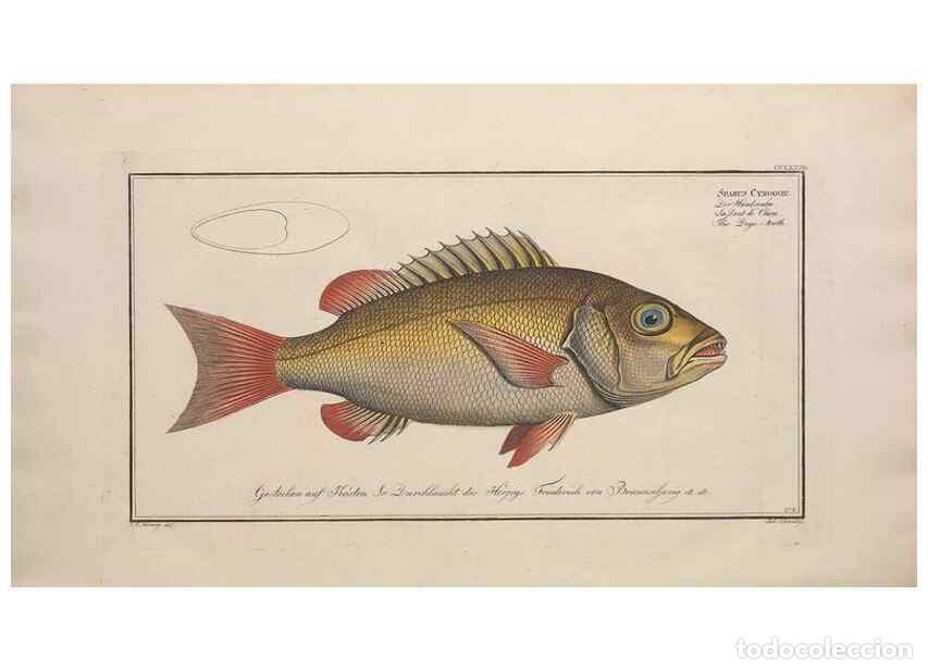 Collection Magazines and Newspapers: Reproducci&oacute;n/Reproduction 49774621427: Ichtyologie, ou, Histoire naturelle, g&eacute;n&eacute;rale et particuli&egrave;re