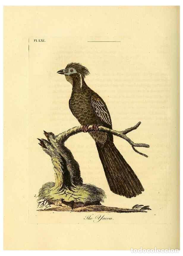 Collection Magazines and Newspapers: Reproducci&oacute;n/Reproduction 49756258093: A general synopsis of birds.. London :Printed for Benj. White