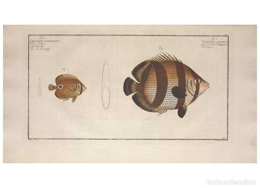 Collection Magazines and Newspapers: Reproducci&oacute;n/Reproduction 49773720026: Ichtyologie, ou, Histoire naturelle, g&eacute;n&eacute;rale et particuli&egrave;re