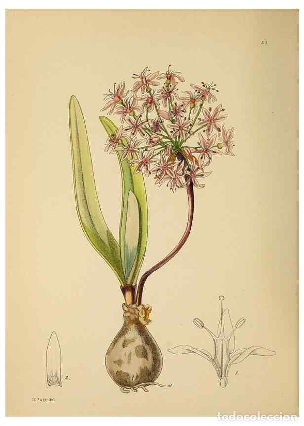 Coleccionismo de Revistas y Peri&oacute;dicos: Reproducci&oacute;n/Reproduction 49757728551: The Flowering plants of Africa.. Pretoria [etc.]Botanical Res