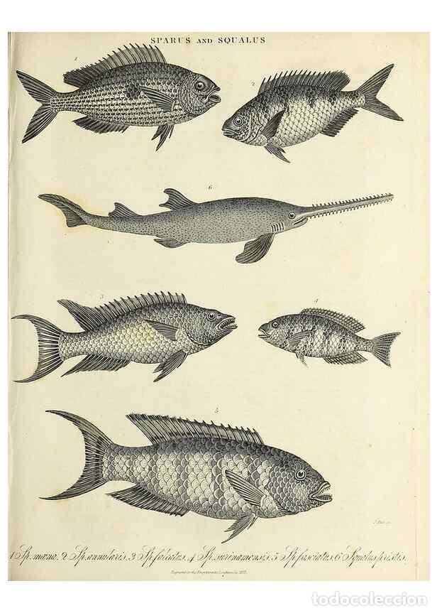 Collection Magazines and Newspapers: Reproducci&oacute;n/Reproduction 49757903047: Encyclopaedia londinensis, or, Universal dictionary of arts,