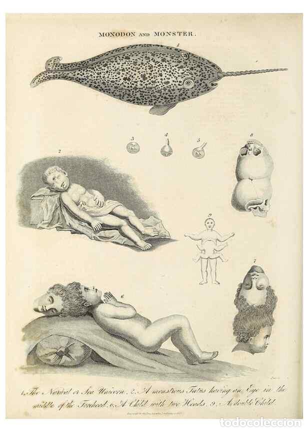 Collection Magazines and Newspapers: Reproducci&oacute;n/Reproduction 49756326938: Encyclopaedia londinensis, or, Universal dictionary of arts,