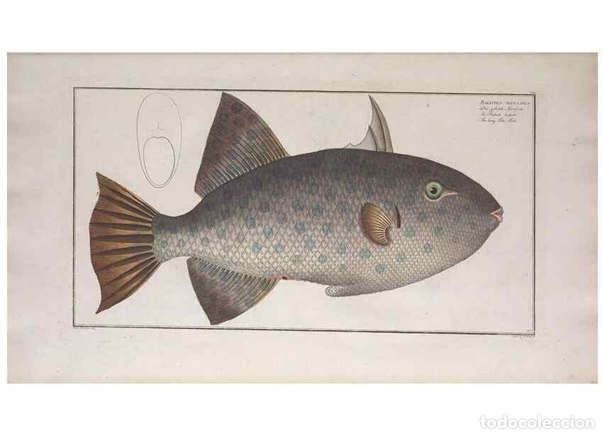 Collection Magazines and Newspapers: Reproducci&oacute;n/Reproduction 49773700876: Ichtyologie, ou, Histoire naturelle, g&eacute;n&eacute;rale et particuli&egrave;re