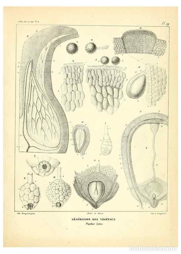 Collection Magazines and Newspapers: Reproducci&oacute;n/Reproduction 49773334191: Annales des sciences naturelles :. Paris :Crochard. - Feuguer