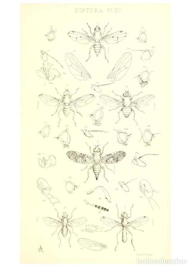Collection Magazines and Newspapers: Reproducci&oacute;n/Reproduction 49771050417: Insecta Britanica : Diptera / by Francis Walker.. London :Ree