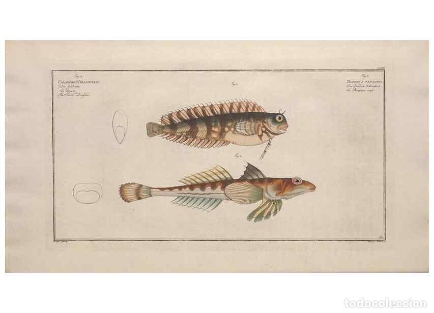 Collezionismo di Riviste e Giornali: Reproducci&oacute;n/Reproduction 49773704576: Ichtyologie, ou, Histoire naturelle, g&eacute;n&eacute;rale et particuli&egrave;re