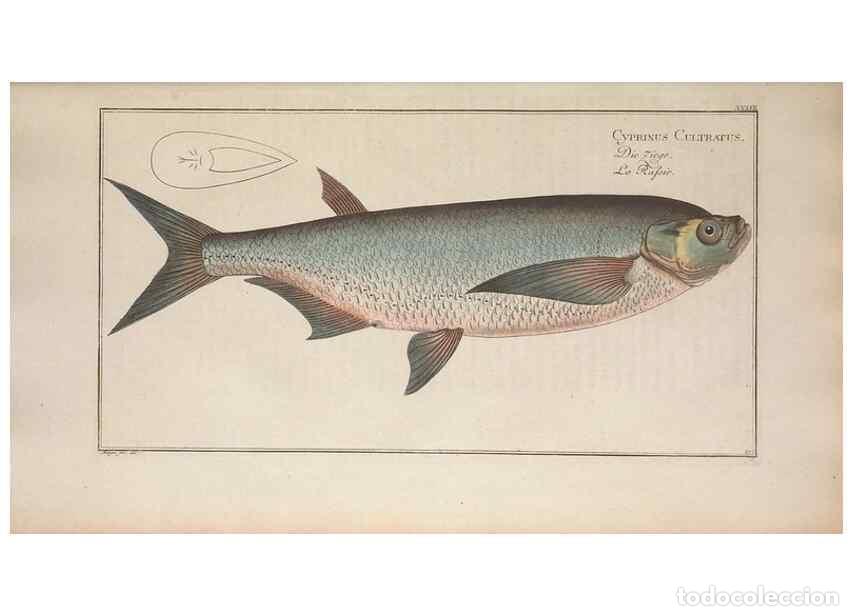 Collezionismo di Riviste e Giornali: Reproducci&oacute;n/Reproduction 49769150866: Ichtyologie, ou, Histoire naturelle, g&eacute;n&eacute;rale et particuli&egrave;re