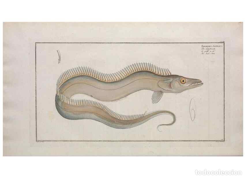 Collezionismo di Riviste e Giornali: Reproducci&oacute;n/Reproduction 49774031257: Ichtyologie, ou, Histoire naturelle, g&eacute;n&eacute;rale et particuli&egrave;re