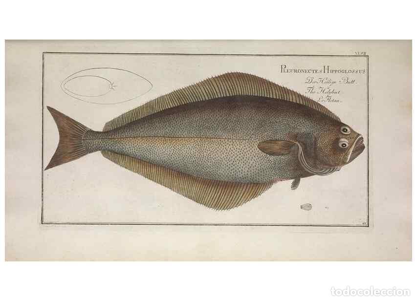 Collezionismo di Riviste e Giornali: Reproducci&oacute;n/Reproduction 49768619778: Ichtyologie, ou, Histoire naturelle, g&eacute;n&eacute;rale et particuli&egrave;re