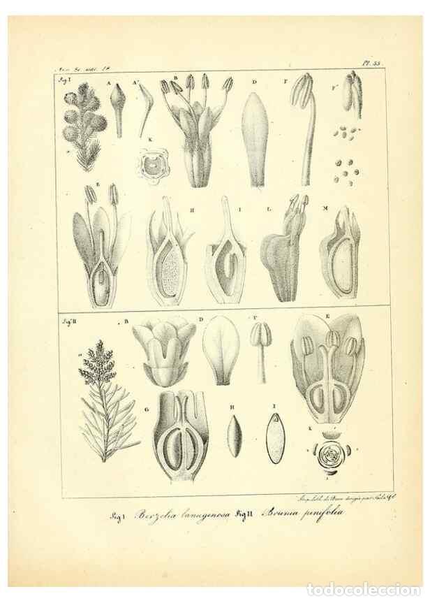 Collezionismo di Riviste e Giornali: Reproducci&oacute;n/Reproduction 49773647172: Annales des sciences naturelles :. Paris :Crochard. - Feuguer
