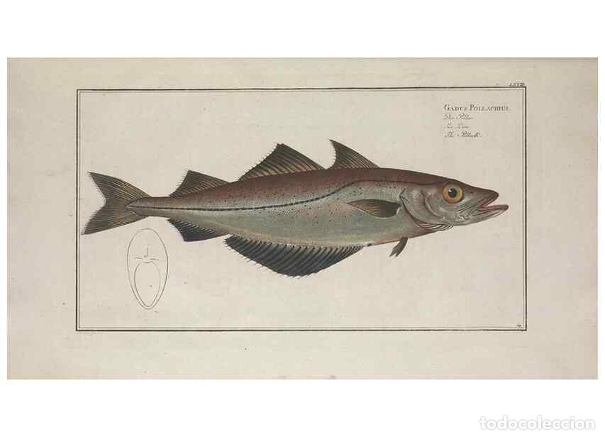 Collection Magazines and Newspapers: Reproducci&oacute;n/Reproduction 49769486307: Ichtyologie, ou, Histoire naturelle, g&eacute;n&eacute;rale et particuli&egrave;re