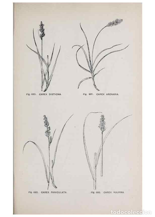 Collection Magazines and Newspapers: Reproducci&oacute;n/Reproduction 49743298081: The flora of the Liverpool district /. Liverpool :D. Marples