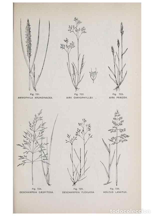 Collection Magazines and Newspapers: Reproducci&oacute;n/Reproduction 49743301141: The flora of the Liverpool district /. Liverpool :D. Marples