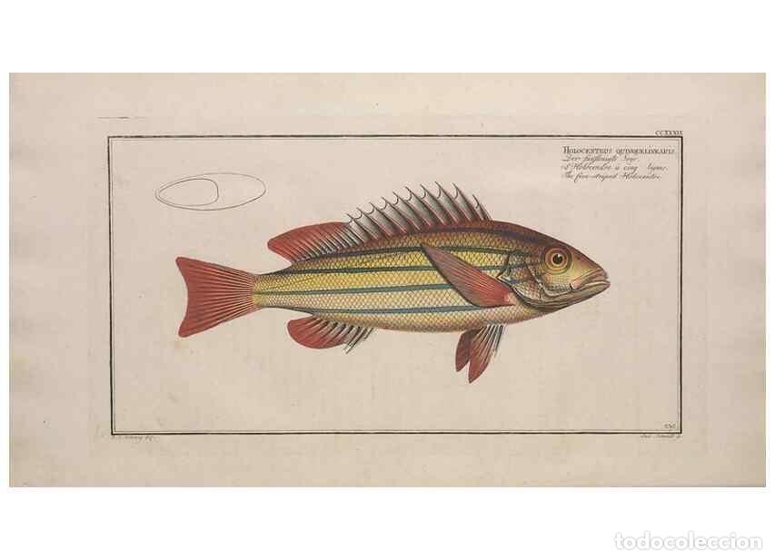 Collection Magazines and Newspapers: Reproducci&oacute;n/Reproduction 49773746408: Ichtyologie, ou, Histoire naturelle, g&eacute;n&eacute;rale et particuli&egrave;re