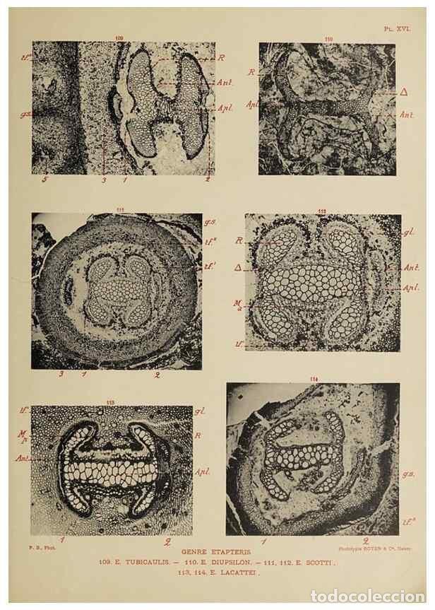 Collection Magazines and Newspapers: Reproducci&oacute;n/Reproduction 49743553731: Etudes sur la fronde des Zygopt&eacute;rid&eacute;es.. Lille,Impr. L. Danel