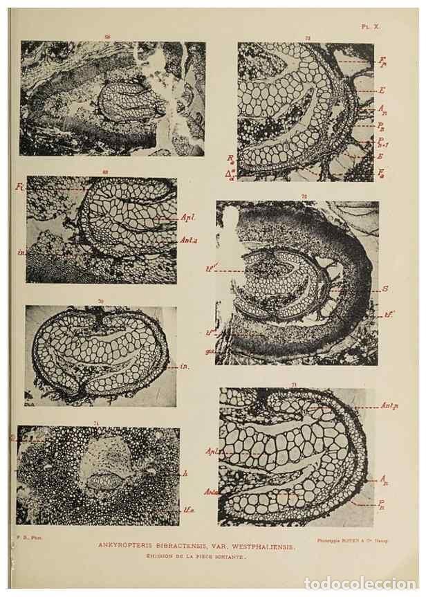 Collection Magazines and Newspapers: Reproducci&oacute;n/Reproduction 49743873912: Etudes sur la fronde des Zygopt&eacute;rid&eacute;es.. Lille,Impr. L. Danel